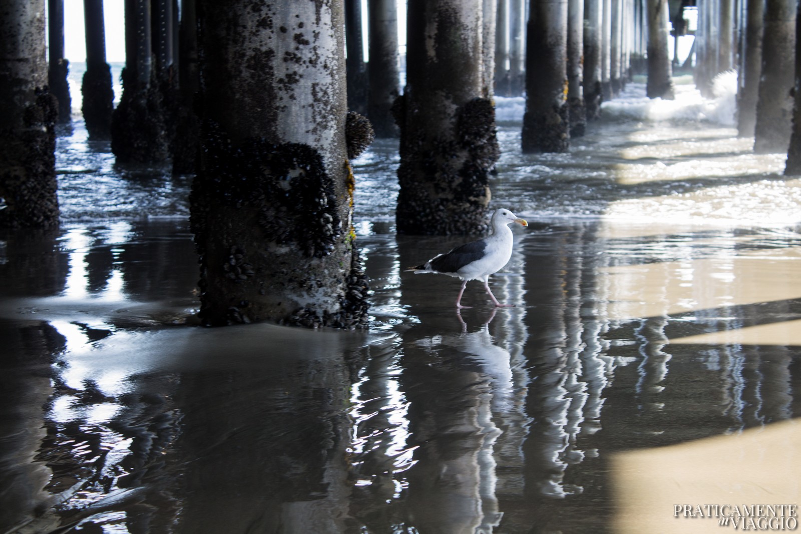 molo di Santa Monica