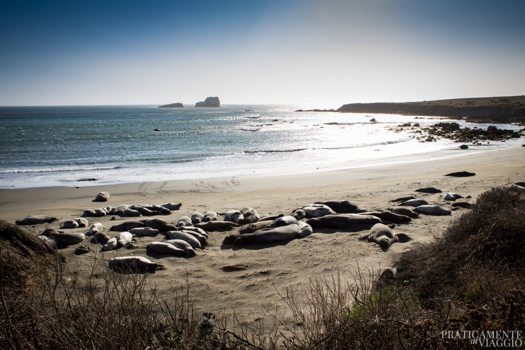 Leoni marini a Piedras Blancas, Big Sur, California