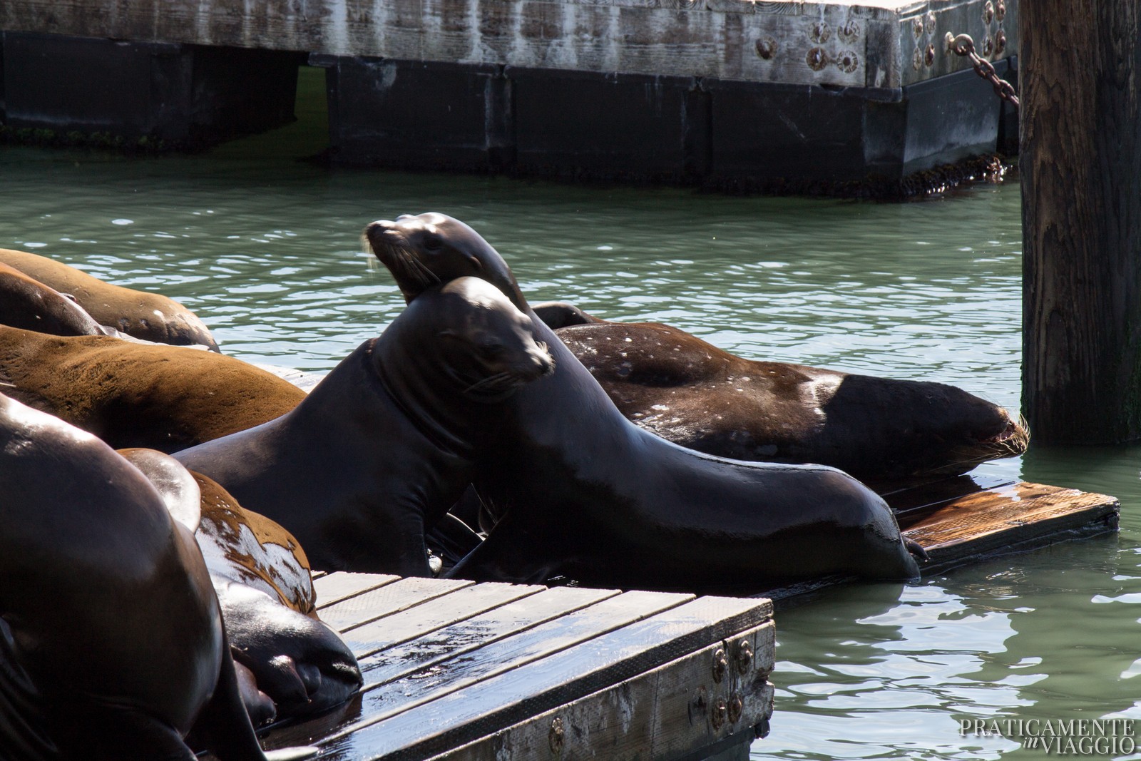 Sea Lions Leoni Marini Pier 39 San Francisco