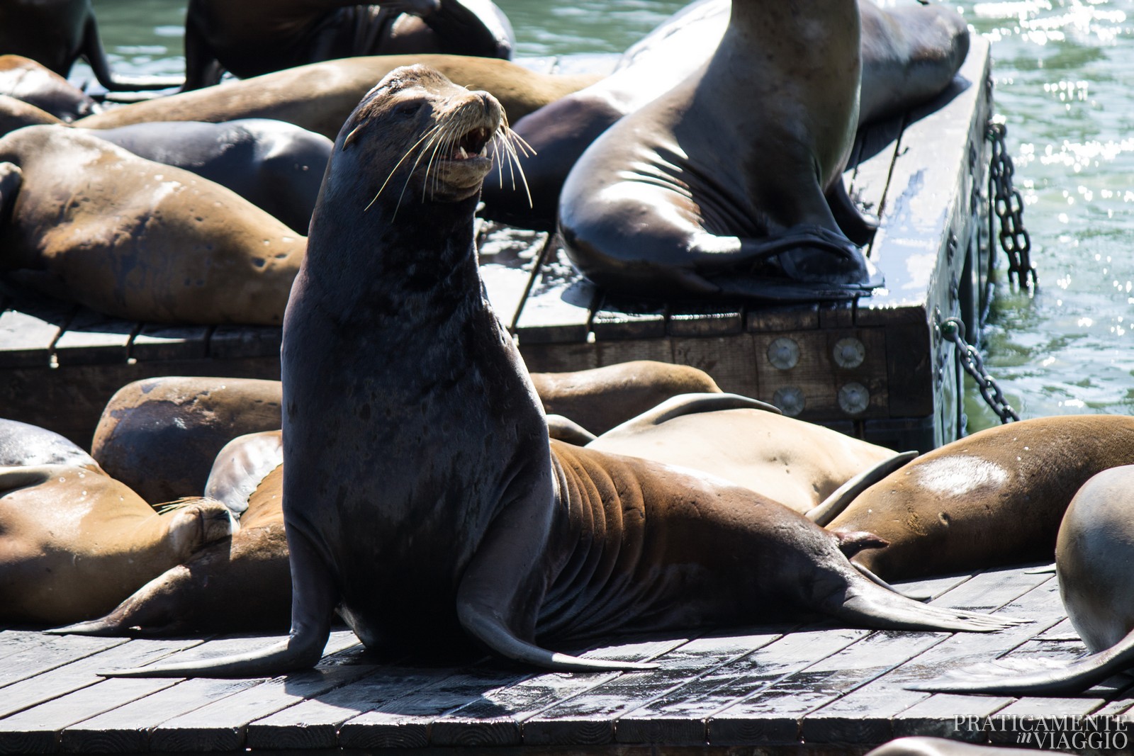 Sea Lions Leoni Marini Pier 39 San Francisco