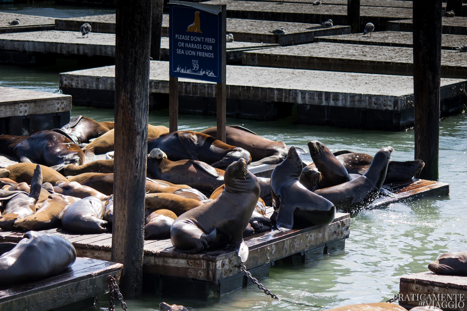 Sea Lions Leoni Marini Pier 39 San Francisco