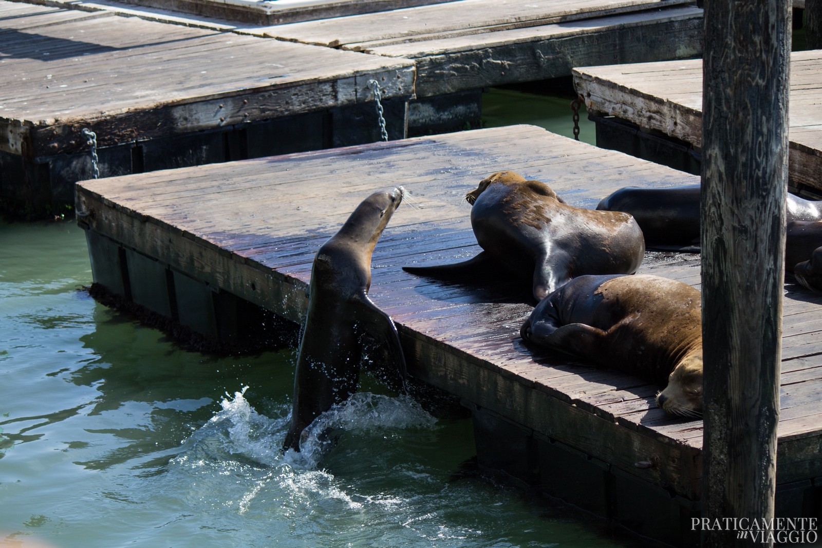 Sea Lions Leoni Marini Pier 39 San Francisco